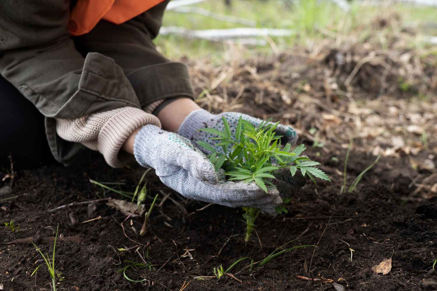 Best Tree Care Services  in North Lauderdale, FL